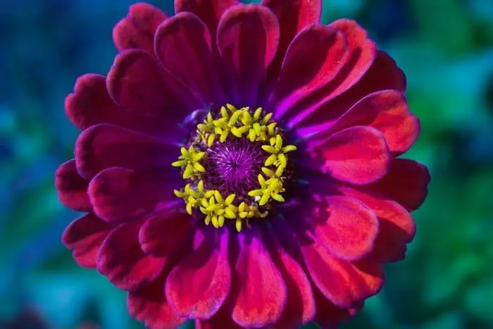 Significado de la flor de la zinnia