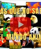 COSAS QUE NO SABIAS DEL MUNDO ANIMAL EN VIDEO YOUTUBE