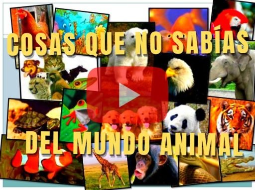 COSAS QUE NO SABIAS DEL MUNDO ANIMAL EN VIDEO YOUTUBE